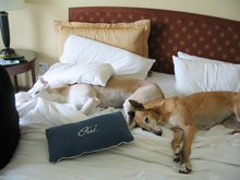 pet friendly hotels in Piegon Forge, TN, dog friendly Pigeon Forge hotels